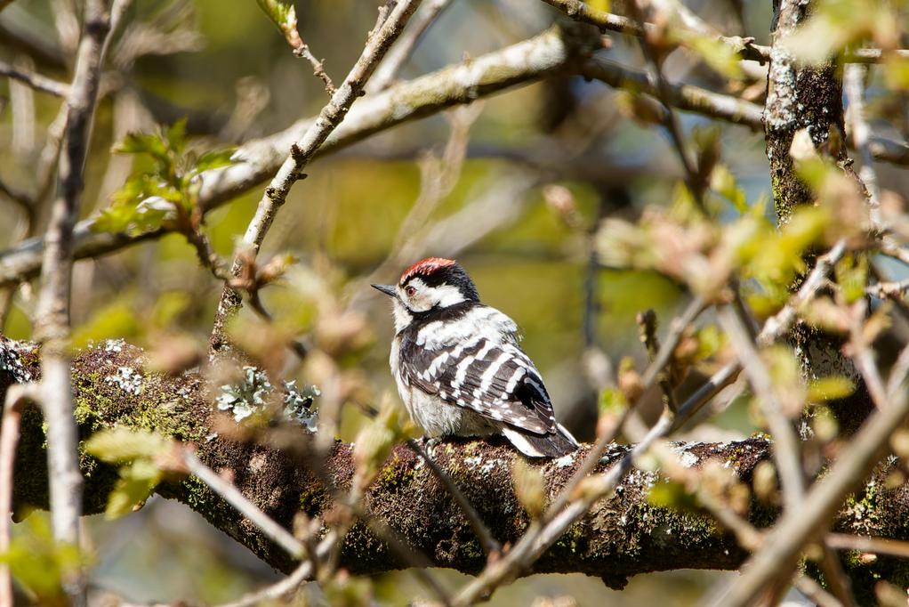 Lesser Spotted Woodpecker